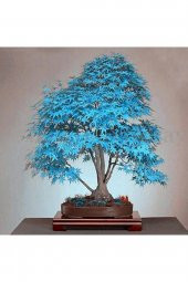 Tohum Dünyam Mavi Akçaağaç Bonsai Tohumu 5 Adet - 1