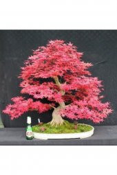 Tohum Dünyam Pembe Akçaağaç Bonsai Tohumu 5 Adet - 1