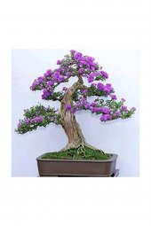 Tohum Dünyam Jakaranda Bonzai Ağacı Tohumu 5 Adet Bonsai Ağacı Tohumu - 1