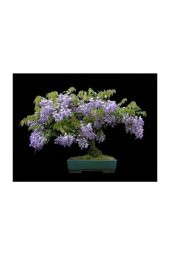 Tohum Dünyam Jakaranda Bonzai Ağacı Tohumu 5 Adet Bonsai Ağacı Tohumu - 2