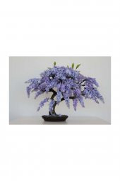 Tohum Dünyam Jakaranda Bonzai Ağacı Tohumu 5 Adet Bonsai Ağacı Tohumu - 3