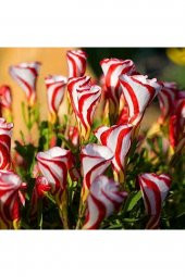 Tohum Dünyam 20 Adet Oxalis Versicolor Çiçeği Tohumu - 2