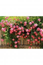 Tohum Dünyam 5 Adet Pembe Sarmaşık Gül Tohumu - 1