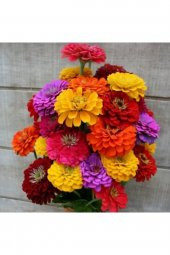 Tohum Dünyam Dev Çiçekli Zinya Tohumu Kaliforniya 10 12 Adet - 1