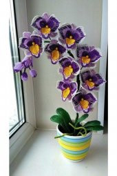 Tohum Dünyam Sarı Göbekli Mor Orkide Çiçeği Tohumu 10 15 Adet - 1