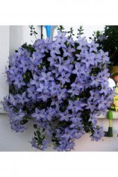 Tohum Dünyam Campanula Mavi Çan Çiçeği Tohumu 10 12 Adet - 1