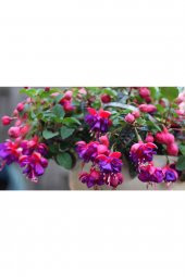 Tohum Dünyam 10 Adet Küpe Çiçeği Tohumu - 1