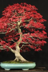 Tohum Dünyam Bonsai Ağaci Tohumu 5 Adet - 1
