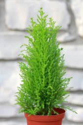 Tohum Dünyam Limon Çamı Ağacı Tohumu / 5 Adet Tohum - 2