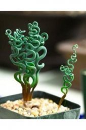 Tohum Dünyam Trachyandra Spiral Çiçek Tohumu 10 15 Adet - 1