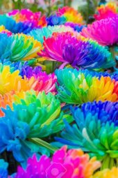 Tohum Dünyam Renkli Himalaya Orkide Tohumu 10 Adet thumbnail 1