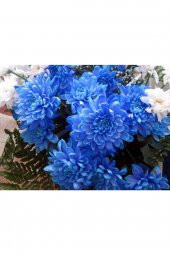 Tohum Dünyam Mavi Renkli Krizentem (kasımpatı) Çiçeği Tohumu - 1