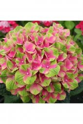 Tohum Dünyam 15 Adet Pembe-yeşil Renkli Ortanca Çiçeği Tohumu - 1