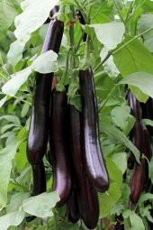 Tohum Dünyam Aydın Siyahı Patlıcan Tohumu / 20 Adet Tohum - 2