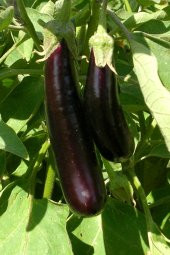 Tohum Dünyam Aydın Siyahı Patlıcan Tohumu / 20 Adet Tohum - 3