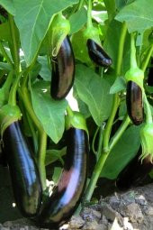 Tohum Dünyam Aydın Siyahı Patlıcan Tohumu / 20 Adet Tohum - 4