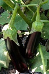 Tohum Dünyam Aydın Siyahı Patlıcan Tohumu / 20 Adet Tohum - 5