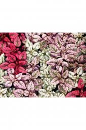 Tohum Dünyam Fıx Karışık Kolyos Yaprağı Tohumu-20 25 Adet - 1