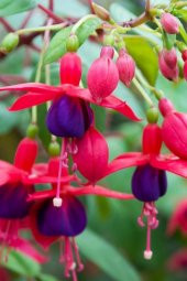 Tohum Dünyam Kırmızı Mor Küpe Çiçeği / 20 Adet Küpeli Tohumu - 1