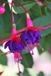 Tohum Dünyam Kırmızı Mor Küpe Çiçeği / 20 Adet Küpeli Tohumu - 4