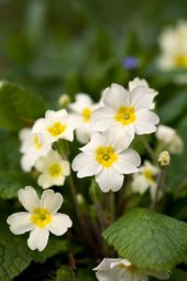 Tohum Dünyam Beyaz Renkli Çuha Çiçeği Tohumu 10 15 Adet - 1