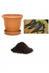 Tohum Dünyam Ithal Acı Siyah Sivri Biber Tohumu Ekim Seti thumbnail 1