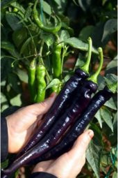 Tohum Dünyam Ithal Acı Siyah Sivri Biber Tohumu Ekim Seti thumbnail 4