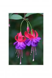 Tohum Dünyam Mor Küpeli Çiçeği Tohumu Ekim Seti 5 thumbnail 2