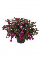 Tohum Dünyam Mor Küpeli Çiçeği Tohumu Ekim Seti 5 thumbnail 3