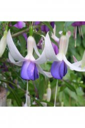 Tohum Dünyam Mor Küpeli Çiçeği Tohumu Ekim Seti 5 thumbnail 5