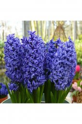 Tohum Dünyam 10 Adet Mor Sümbül Tohumu - 1