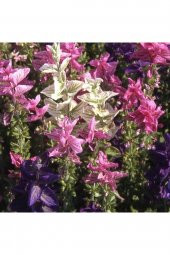 Tohum Dünyam Salvia Horminum Karışık Renkli Adaçayı Çiçeği Tohumu - 1