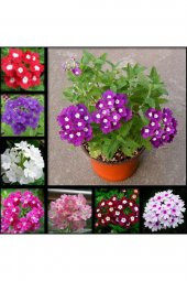 Tohum Dünyam 10 Adet Karışık Renkli Mine Çiçeği Tohumu ( Verbena ) thumbnail 1