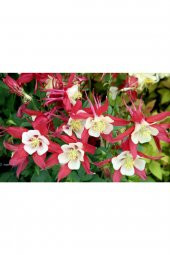 Tohum Dünyam 10 Adet Yer Küpelisi Çiçeği Tohumu (aquilegia Viridiflora) - 2