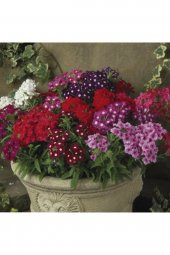 Tohum Dünyam 10 Adet Karışık Renkli Mine Çiçeği Tohumu ( Verbena ) thumbnail 2