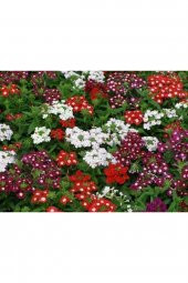 Tohum Dünyam 10 Adet Karışık Renkli Mine Çiçeği Tohumu ( Verbena ) thumbnail 3