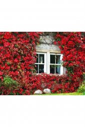 Tohum Dünyam 5 Adet Kırmızı Amerikan Sarmaşığı Tohumu thumbnail 2