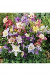 Tohum Dünyam 10 Adet Yer Küpelisi Çiçeği Tohumu (aquilegia Viridiflora) - 5