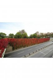 Tohum Dünyam 5 Adet Kırmızı Amerikan Sarmaşığı Tohumu thumbnail 3