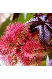 Tohum Dünyam 5 Adet Kene Çiçeği Tohumu - 1