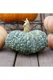 Tohum Dünyam 5 Adet Chioggia Bal Kabağı Tohumu - 1