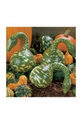 Tohum Dünyam Nadit İthal Kuğu Su Kabağı Tohumu 3 Adet Tohum Kabak Tohumu thumbnail 2