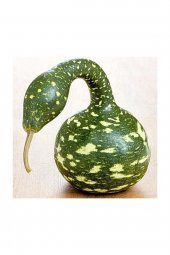 Tohum Dünyam Nadit İthal Kuğu Su Kabağı Tohumu 3 Adet Tohum Kabak Tohumu thumbnail 3