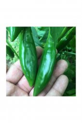 Tohum Dünyam İthal Nadir Acı Balık Biberi Tohumu 10 Adet Tohum Biber Tohumu thumbnail 2