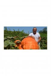 Tohum Dünyam Dev Kabak Tohumu 2 Adet Tohum Atlantik Giant Bal Kabağı thumbnail 4