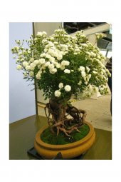 Tohum Dünyam Bodur Beyaz Gül Bonzai Ağacı Tohumu 5 Adet Tohum Bonsai Ağacı Tohumu - 1