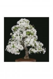 Tohum Dünyam Beyaz Zakkum Bonzai Ağacı Tohumu 5 Adet Bonsai Ağacı Tohumu - 1