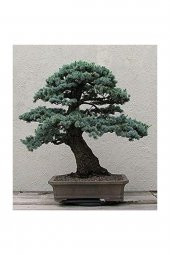 Tohum Dünyam Bodur Mavi Selvi Bonzai Ağacı Tohumu 5 Adet Bonsai Ağacı Tohumu thumbnail 2