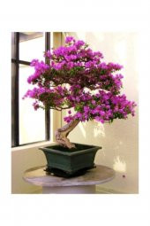 Tohum Dünyam Bodur Mersin Bonzai Ağacı Tohumu 5 Adet Bonsai Ağacı Tohumu - 3