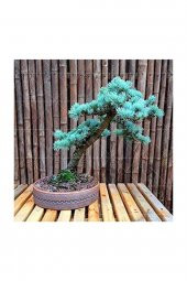 Tohum Dünyam Bodur Mavi Selvi Bonzai Ağacı Tohumu 5 Adet Bonsai Ağacı Tohumu thumbnail 3